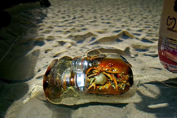 Crab Trapped in Bottle Washed Ashore