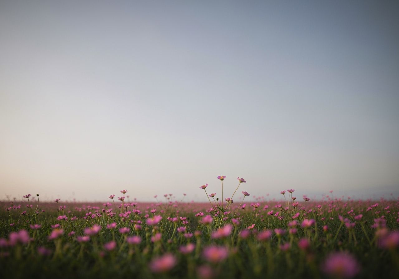 Serene Pink Flower Field Under Gradient Sky