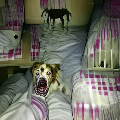Scared Dog's AI-Generated Nightmare