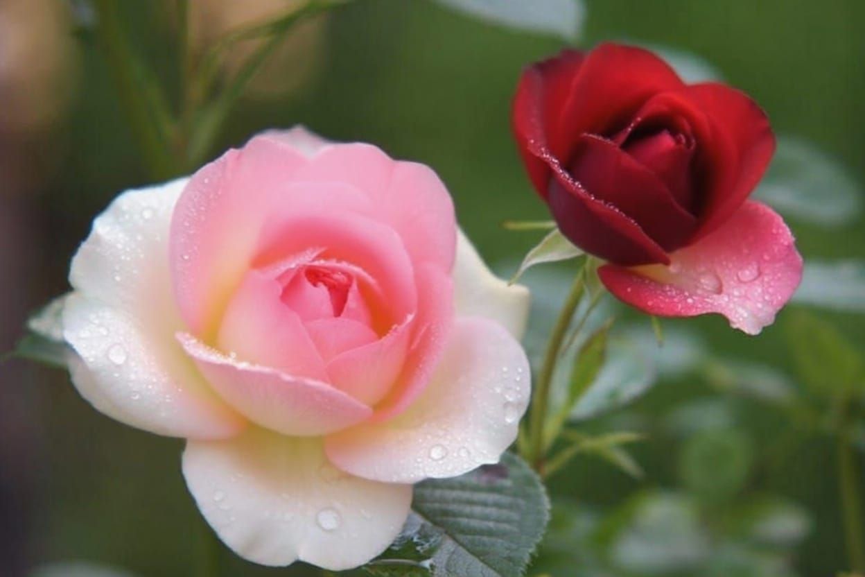 Rose in Transition: Red to Pink to White