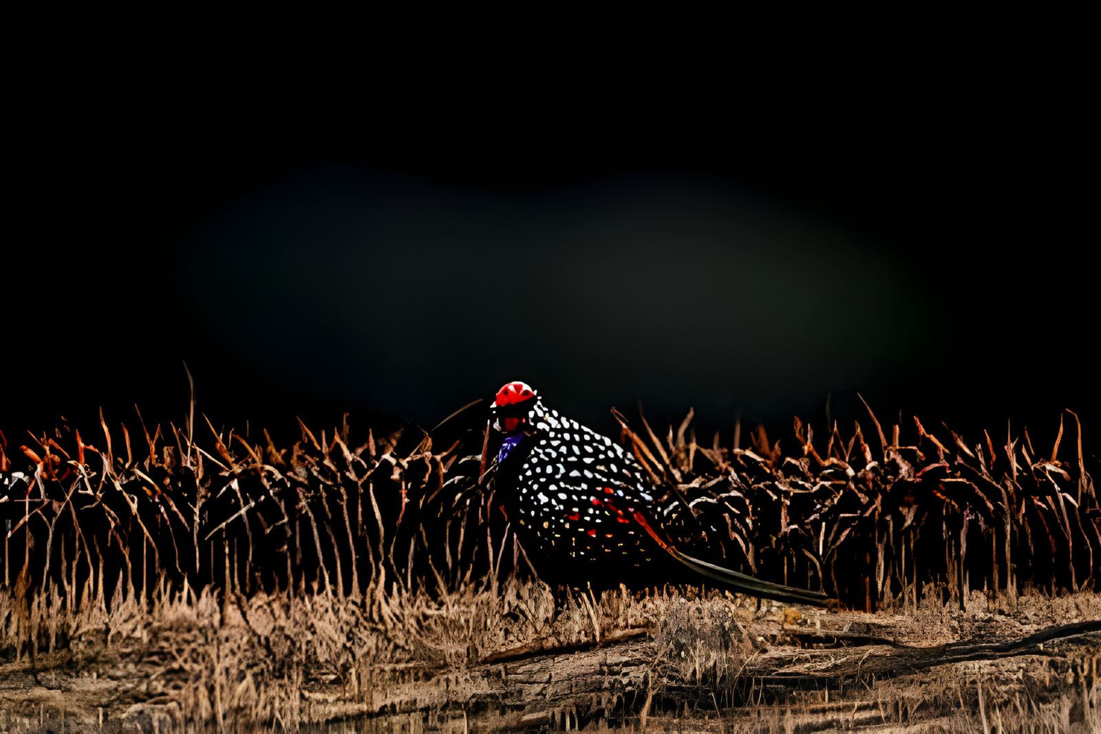Photorealistic Pheasant in Grassy Field