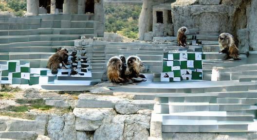Marmosets Play Chess in Greek Temple