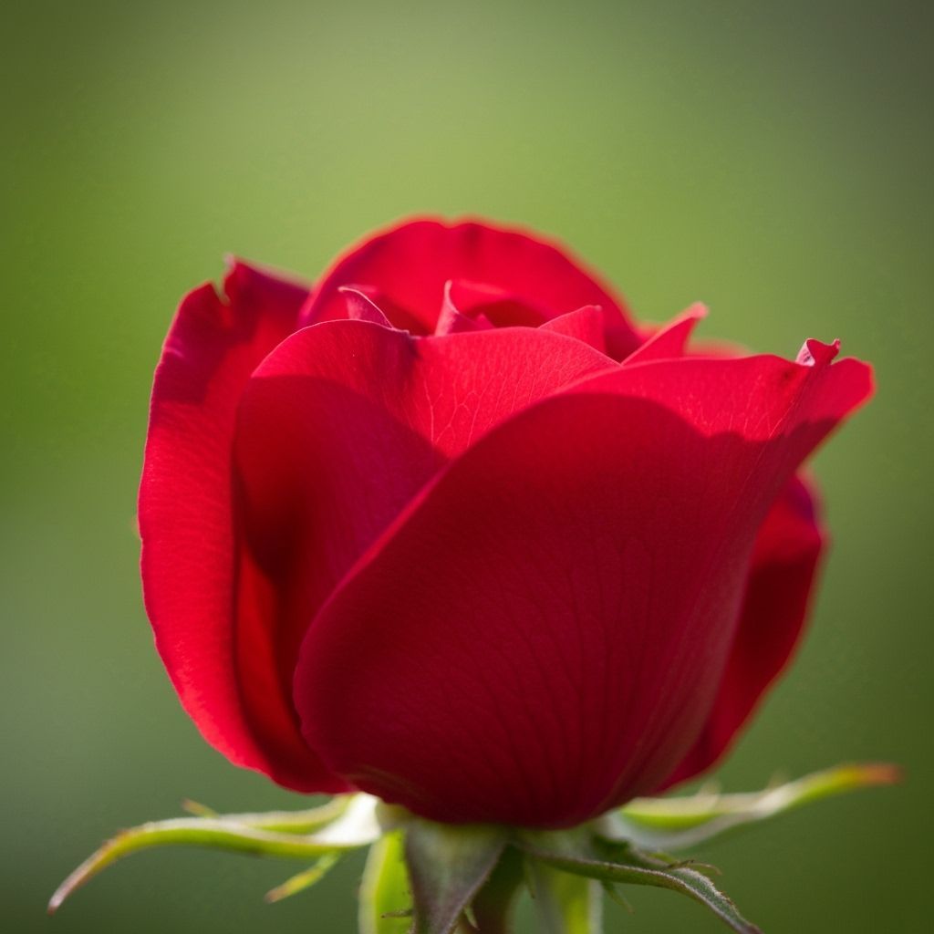 Macro Photograph of a Vibrant Red Rose Petal