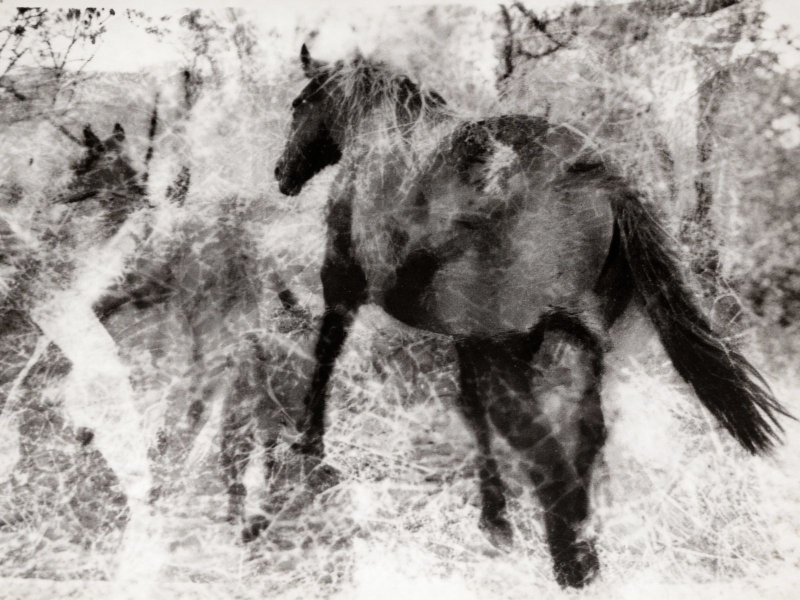 Mare and Foal Trotting Vintage Black and White Photo