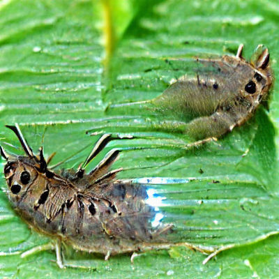 Ethereal Nymph in Sunlit Forest Clearing