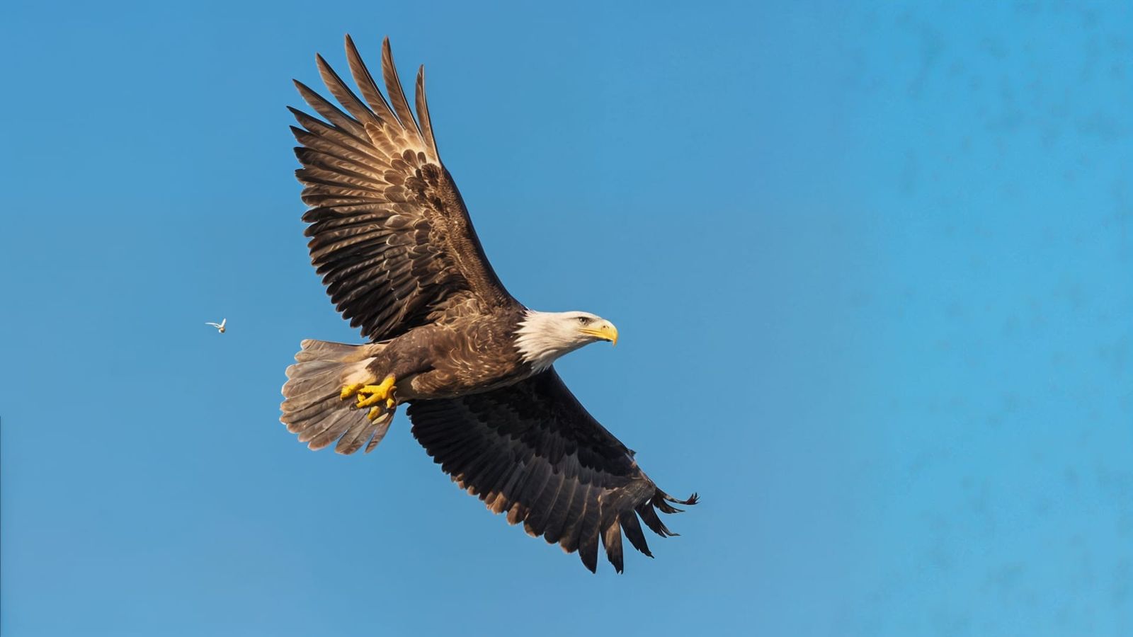 Majestic Bald Eagle Soaring in Golden Hour Light