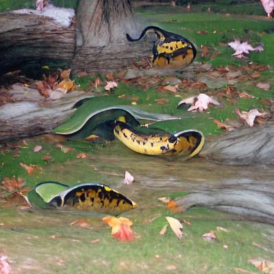 AI Generated Anaconda Image