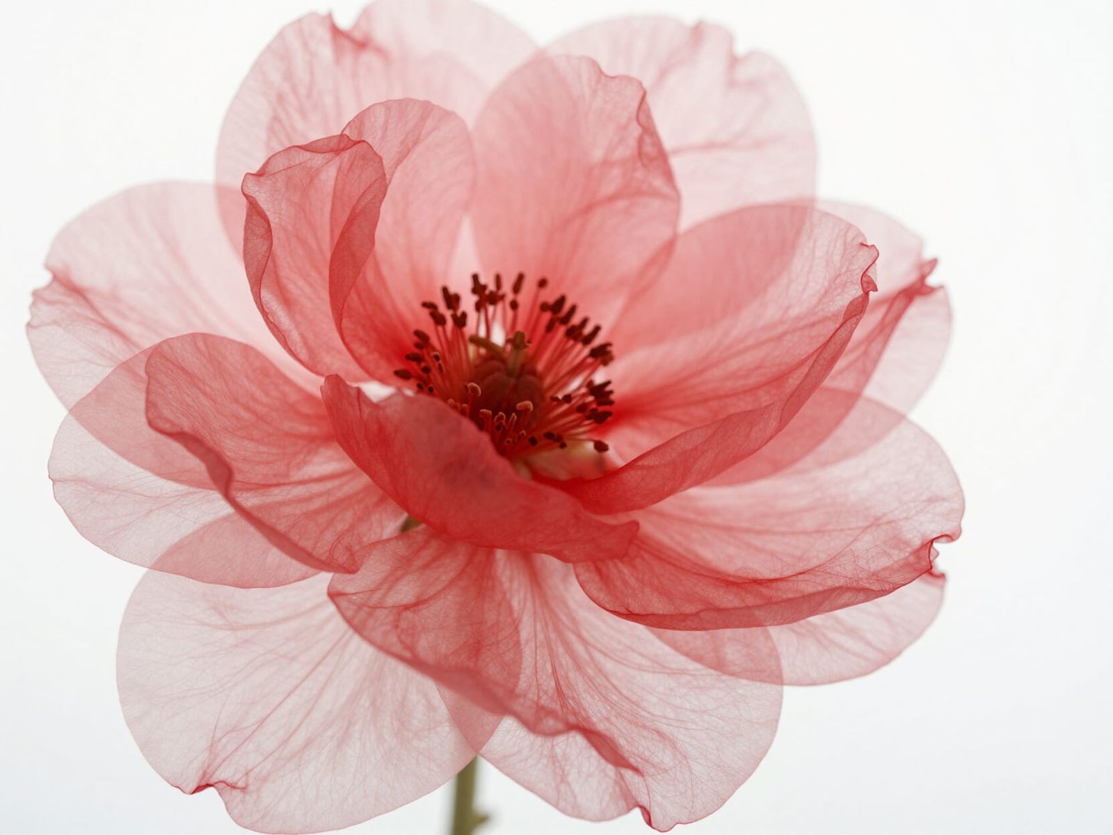 Delicate Ethereal Red Flower in Smoke Style