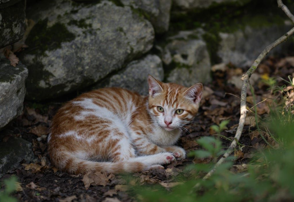 Ginger Kitten Among Autumn Leaves and Mossy Wall