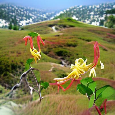 Trumpet Honeysuckle Flowers on Hillside