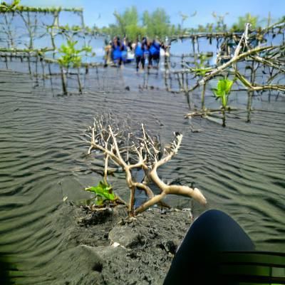 Lush Mangrove Forest Ecosystem