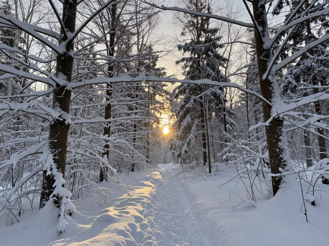 Golden Hour Sunset Over Snow-Covered Forest