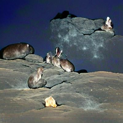 Rabbits Howling at the Moon on Rocky Outcrop