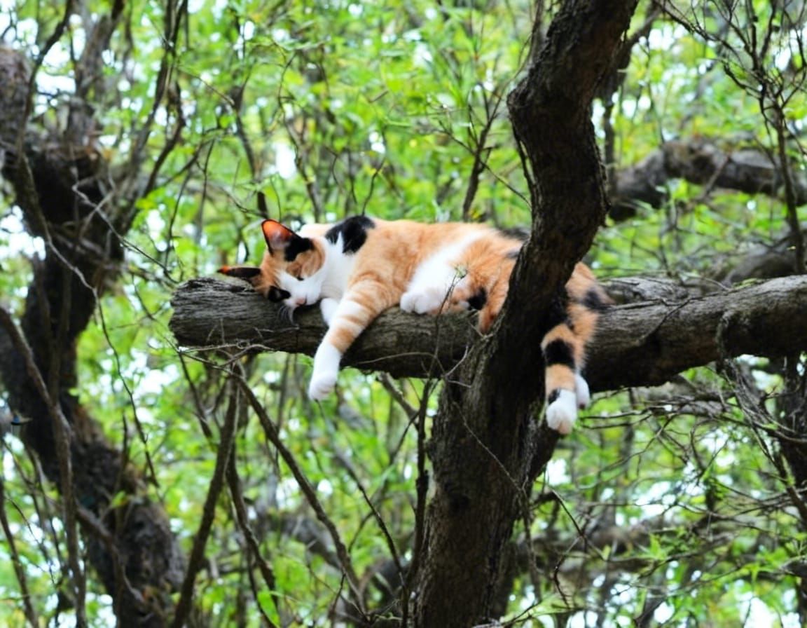 Cat Napping Peacefully in a Tree