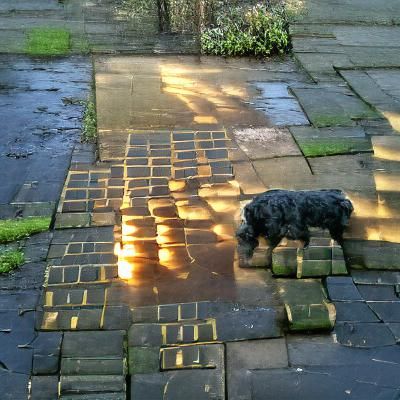 Wet Morning Sun Reflects on Paving Stones