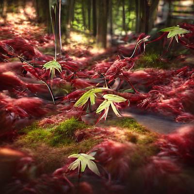 Lush Japanese Maple Forest in 8k Resolution