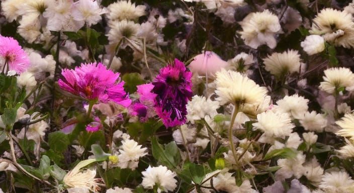 Ephemeral Moments Captured in a Fleeting Instant