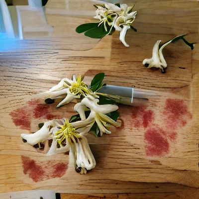 Dreamlike Honeysuckle Duotone Close-up