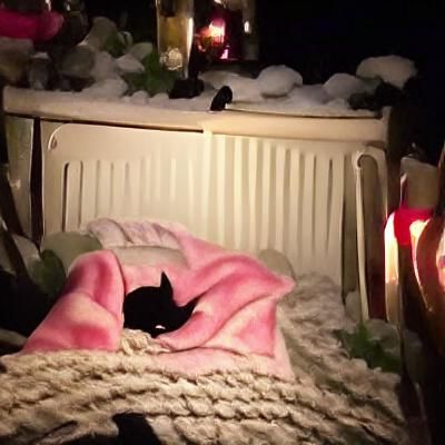 Little Black Cat Sleeping on Blanket on Winter Night