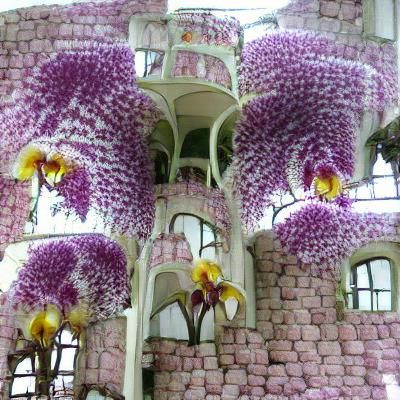 Orchid Castle: A Floral Fantasy