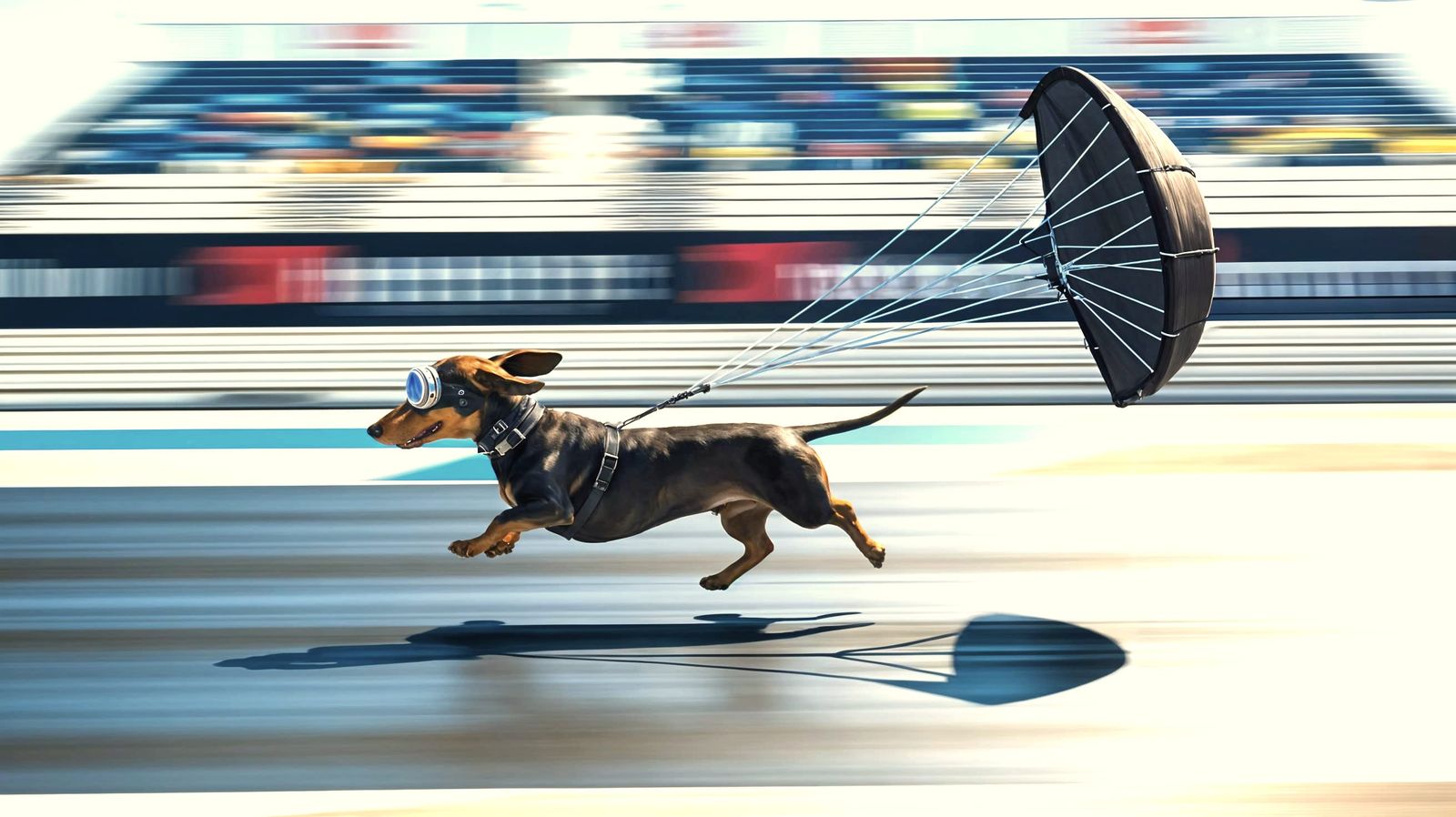 High-Speed Dachshund Crosses Drag Racing Finish Line