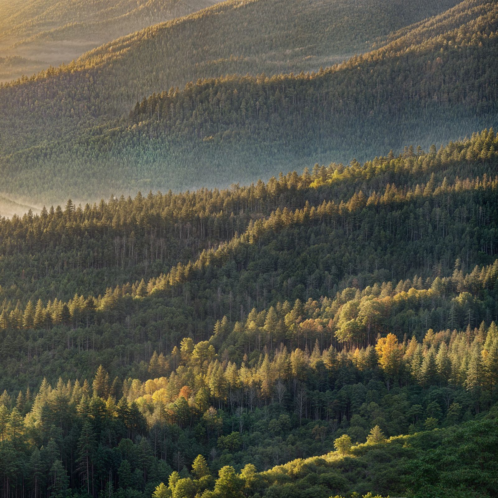 Vast Forest Meets Mountain Range in Professional Photo