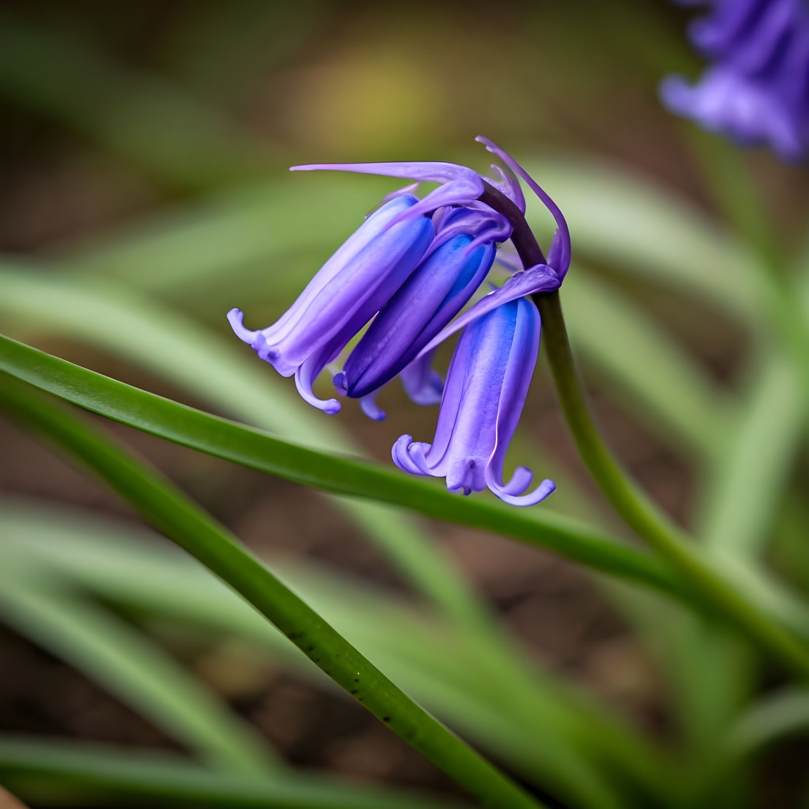 Delicate English Bluebell in Soft Focus, Spring Morning Ligh...