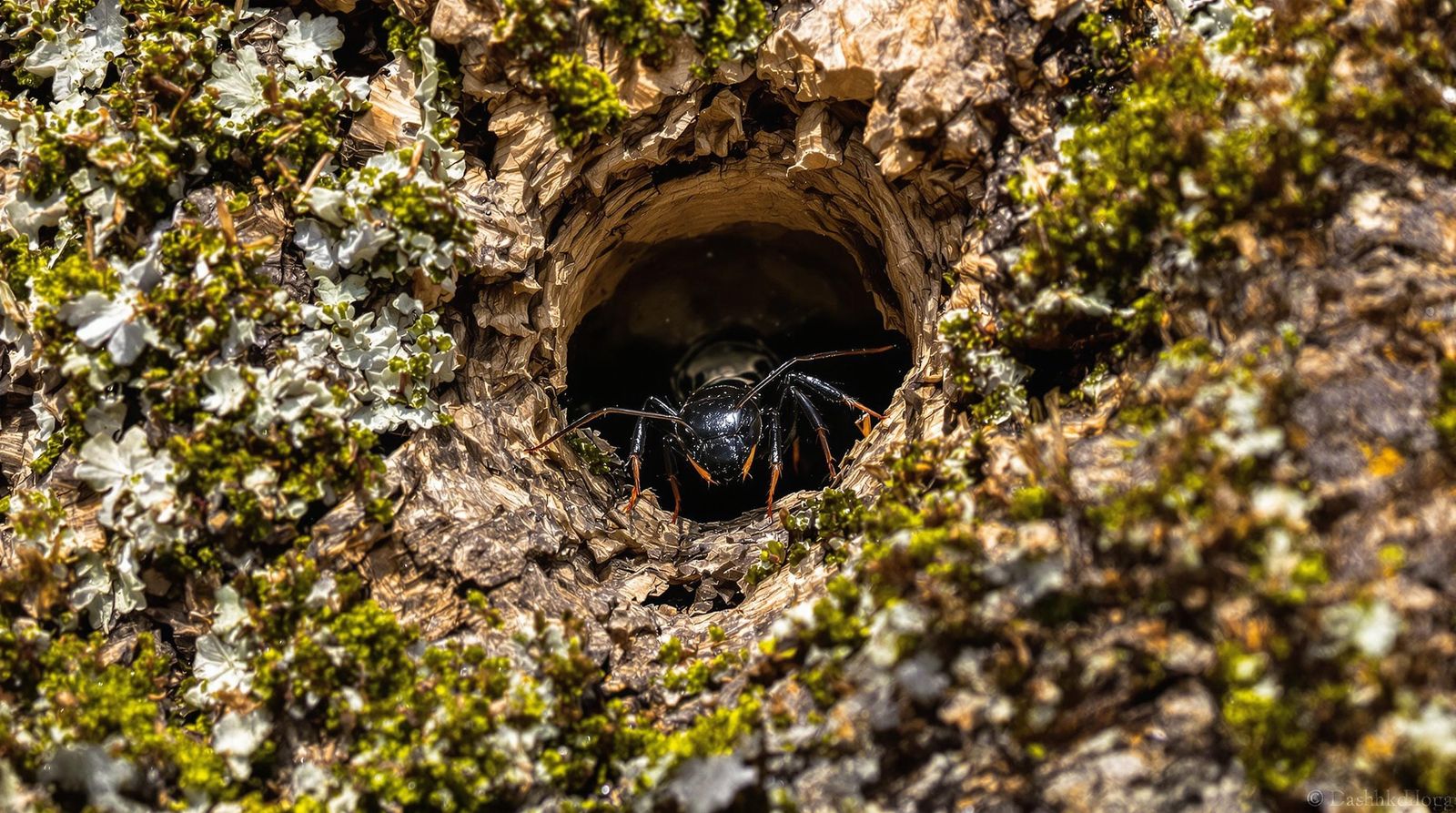 Vigilant Black Ant Guardian of the Mossy Tree Tunnel