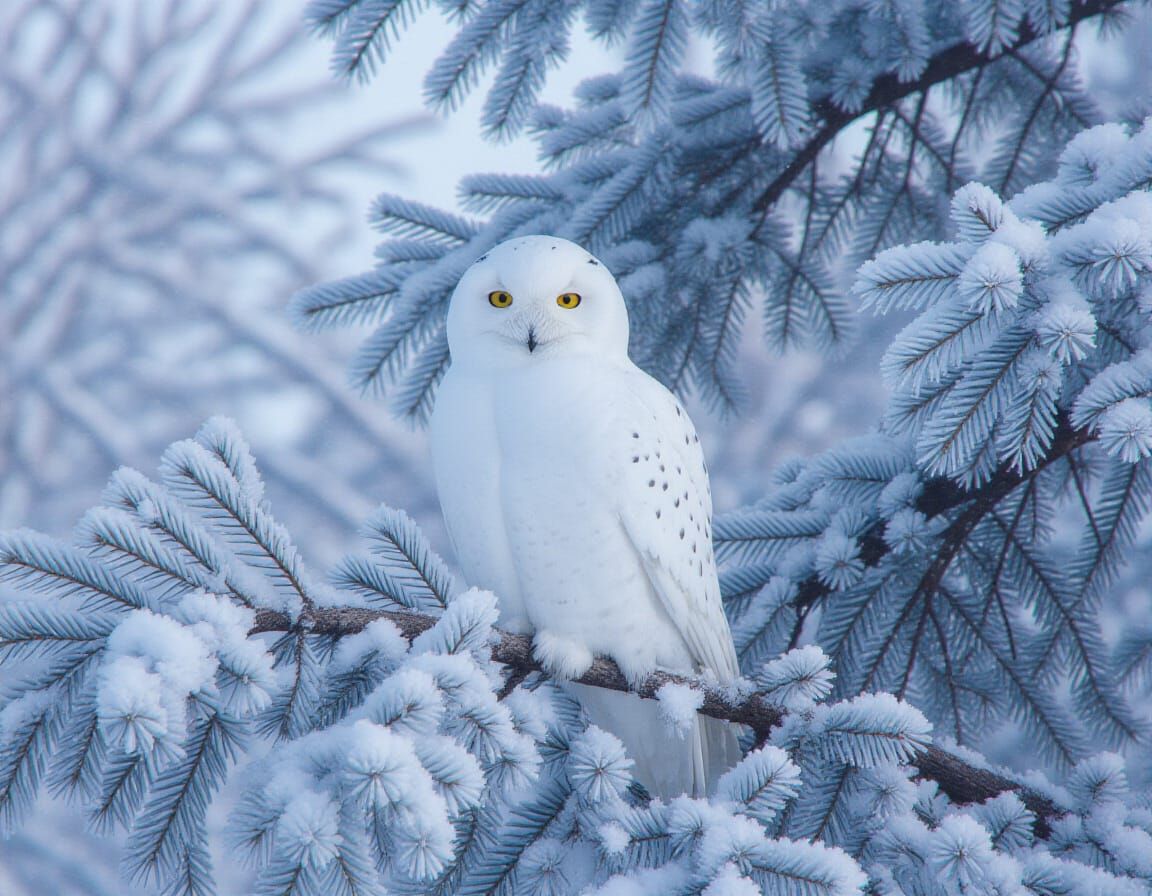 Snowy Owl on Frosty Branch in Winter