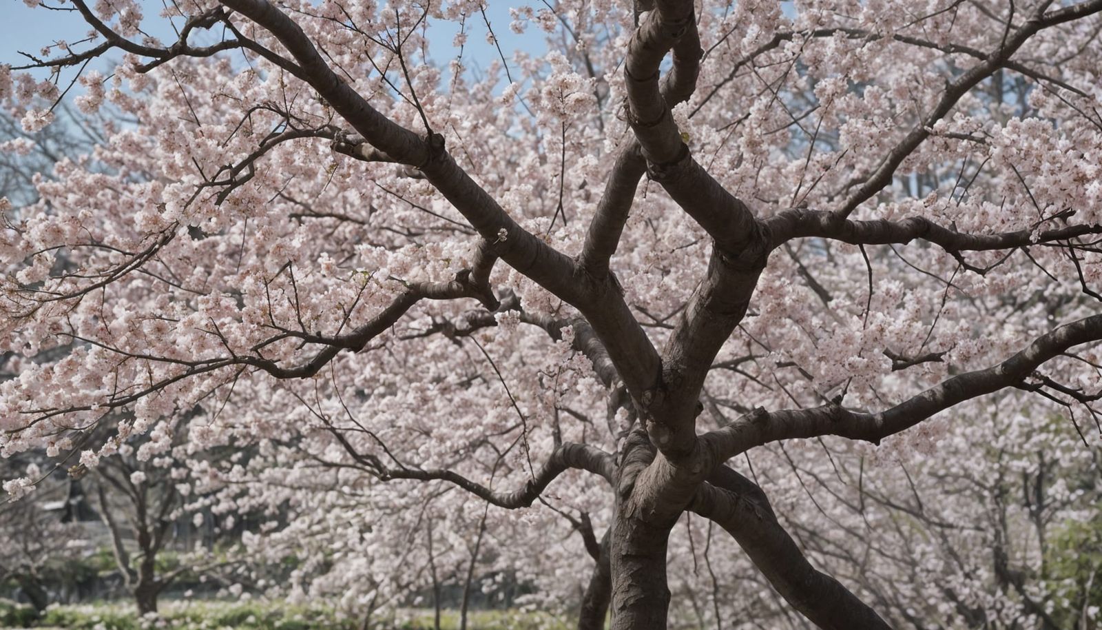 Sakura Blossoms in Soft Pink Hues, Inspired by Impressionist...