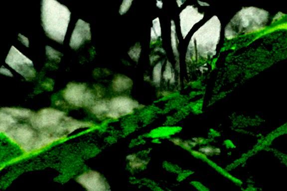 Jungle Town: Abandoned City Reclaimed