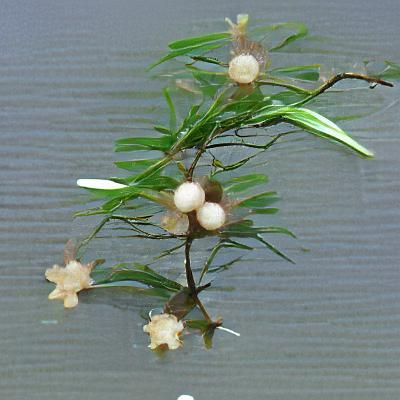 Xōchipilli: Aztec God of Art and Beauty