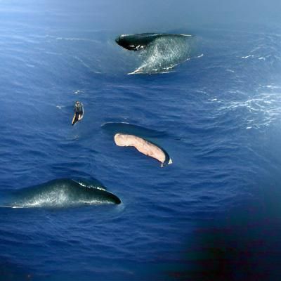 Sperm Whale and Divers in Deep Ocean