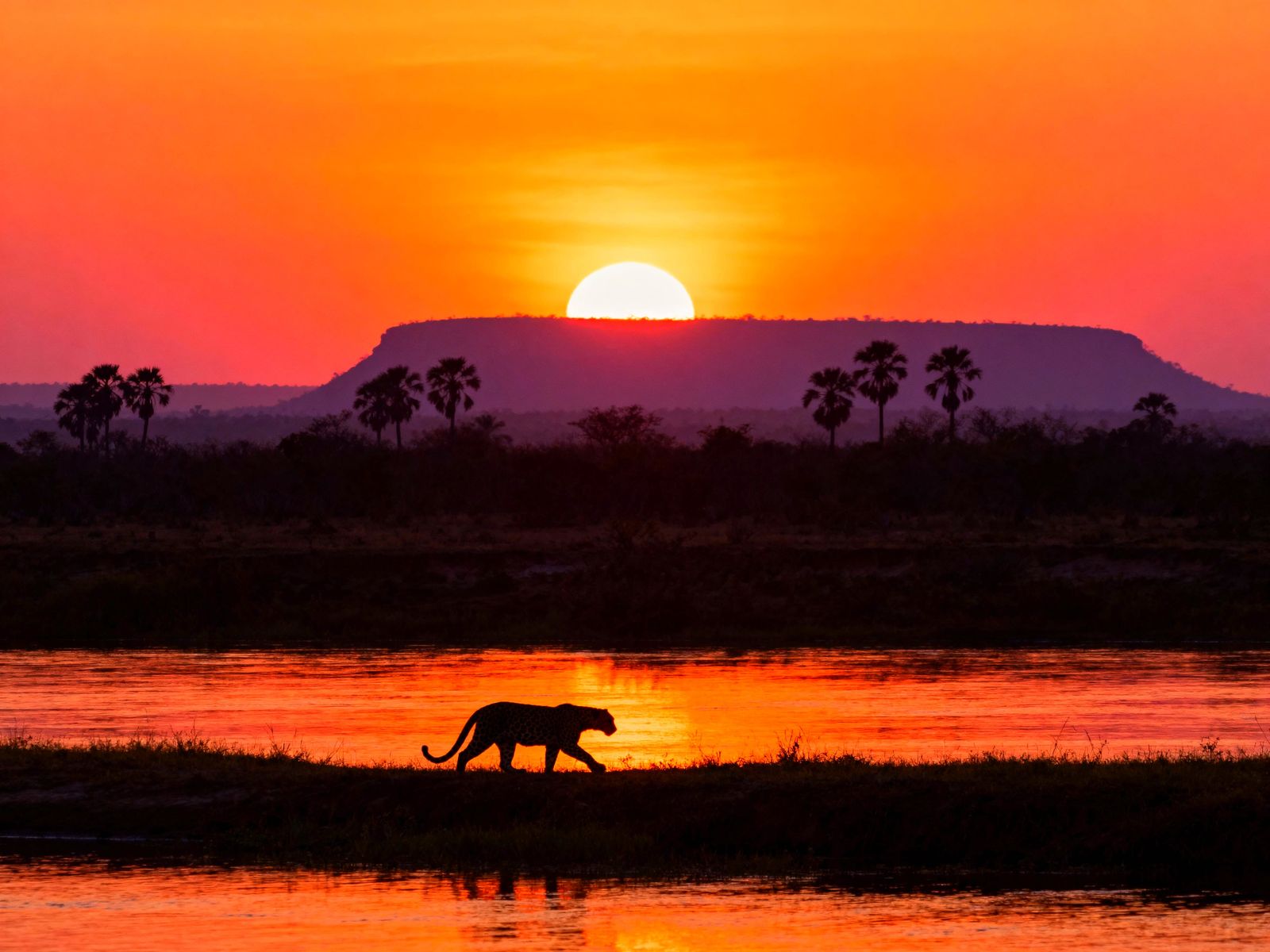 Jaguar Prowls at Sunrise Over Tocantins River
