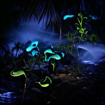 Bioluminescent Jungle at Night: Ethereal Glow