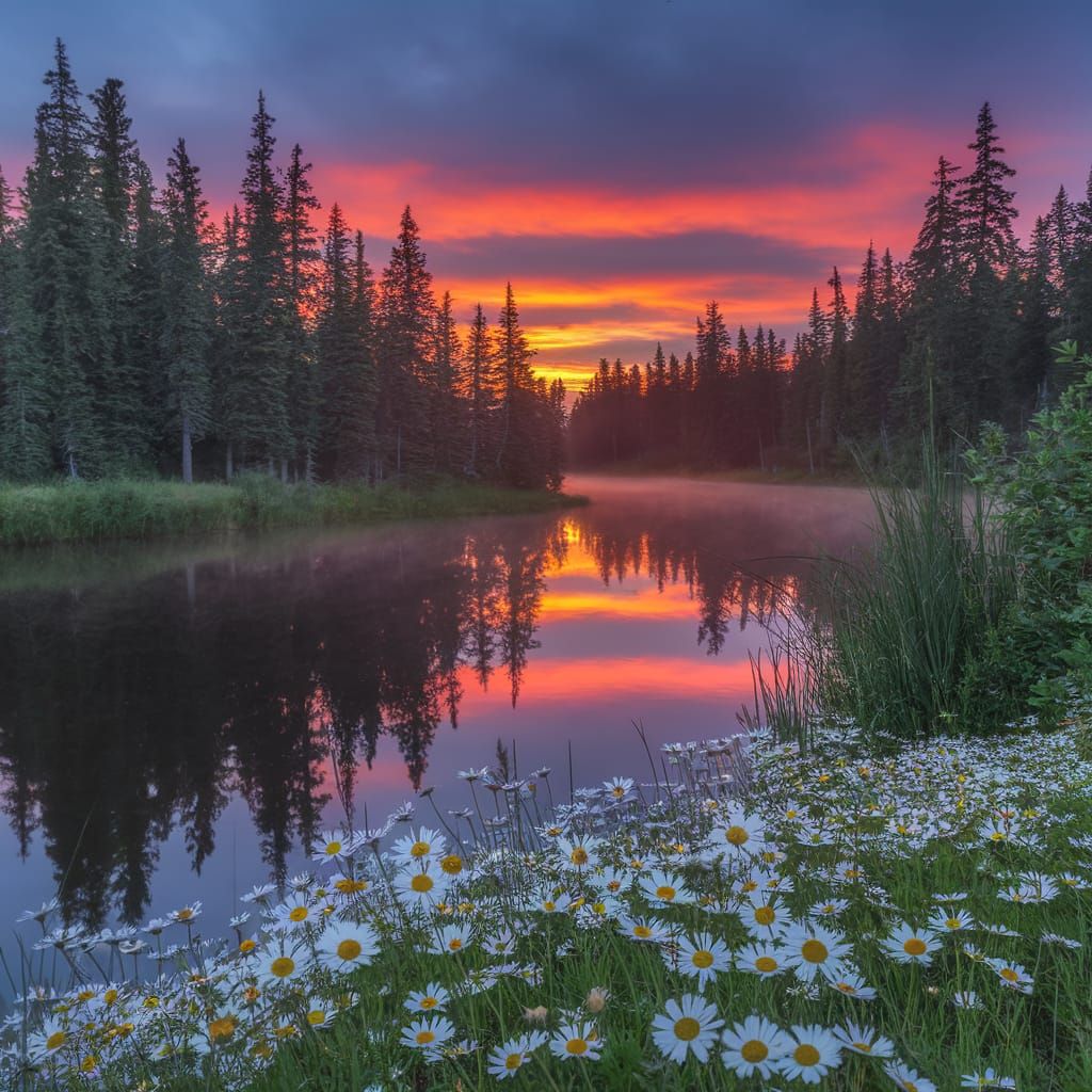 Serene Sunset Landscape with Vibrant Daisies