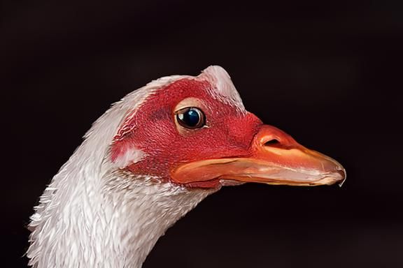 Duck with Green Eyes: Oil Painting