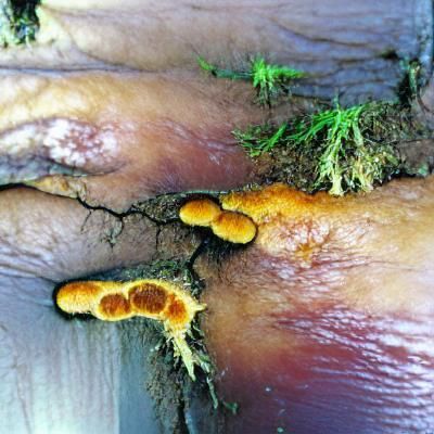 Intricate Fungal Bloom in a Hidden Biome