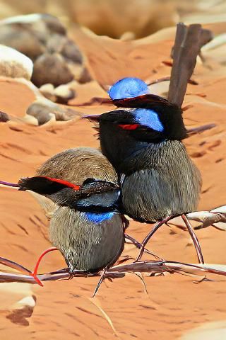 Splendid Fairy Wrens in Abstract Style