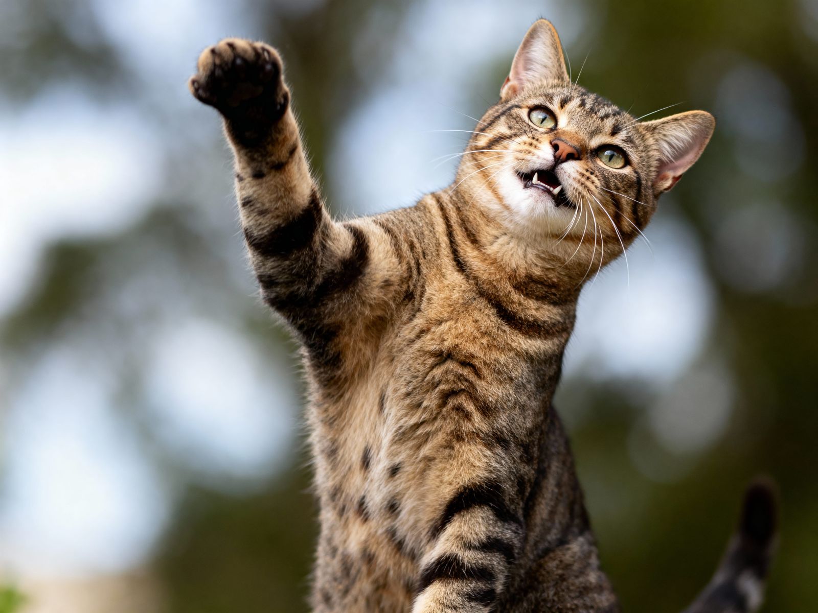 Award Winning Realistic Photo of Cats' Success