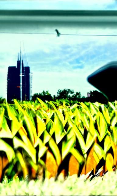 Chicago Cornfield Scene with Guitar and Hawk