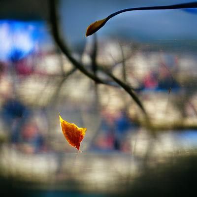 Single Leaf Falling: A Study in Autumnal Melancholy