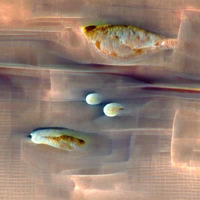 Aphrodite, Hera, and Artemis Image