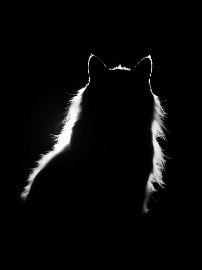 A  silhouette of a cat