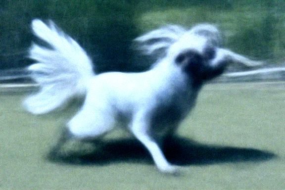 Angel Dog Leaping to Freedom