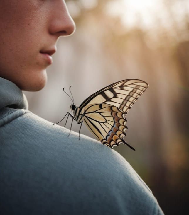 Close-up of Swallowtail Butterfly on Hoodie