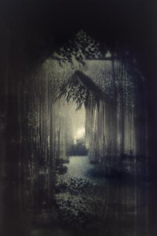 Enchanting Night Forest with Fireflies and Bokeh