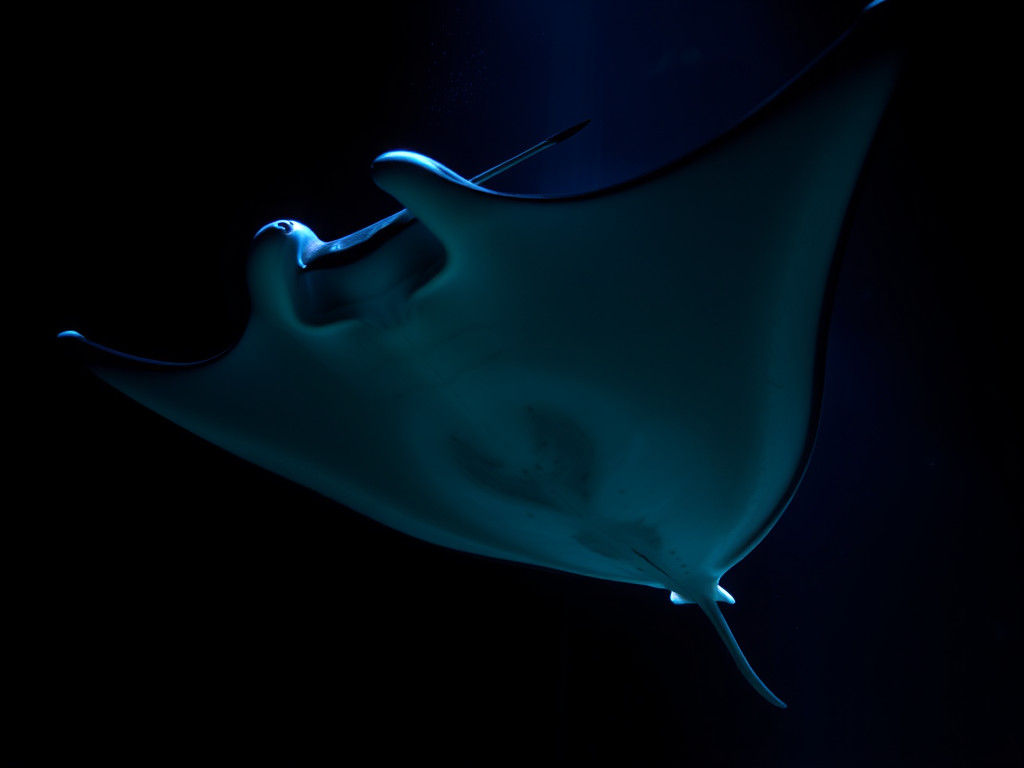 Manta Ray in Black Light: Underwater Photography