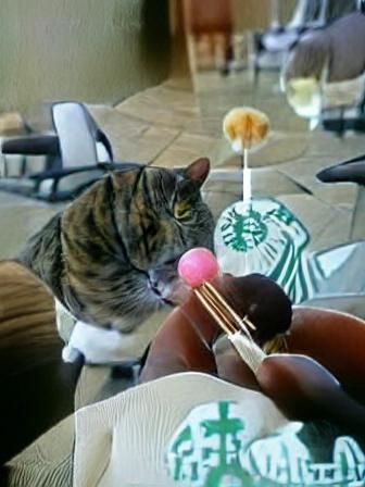 Cat Longing for a Starbucks Cake Pop