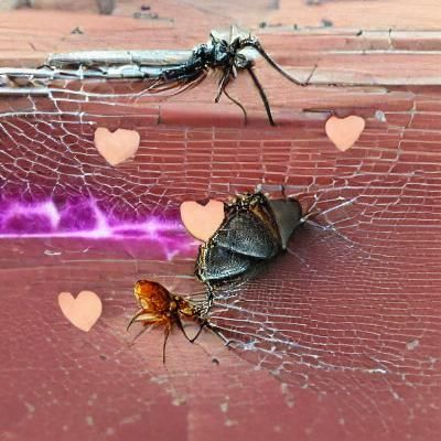 Forbidden Love: A Story in a Single Image